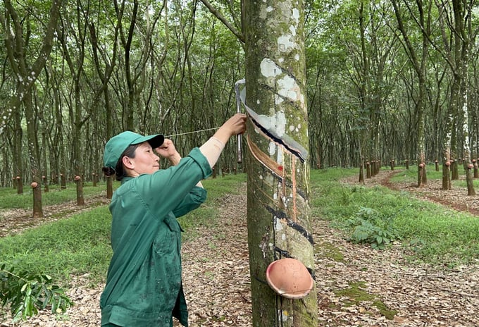 Tiếp thị mủ, gỗ cao su có chứng chỉ quản lý rừng bền vững